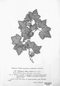 Melampsora caprearum image